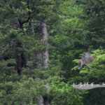 クマタカ枝運び　＆　抱卵確認