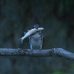 ヤマセミ夫婦　子育てに大忙し　
