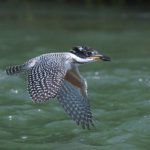 ヤマセミの近況報告【親鳥・幼鳥オスメス飛来、時々はぐれのオス飛来】