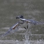 予約カレンダー復旧のお知らせ＆ヤマセミの幼鳥飛来確認　