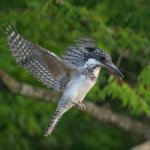 ヤマセミ　目の前でホバリング　しかしダイブまで追えず(笑)　