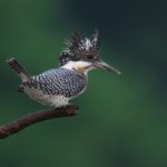 朝来てびっくり　ヤマセミ基地、濁流....　　それでも飛来