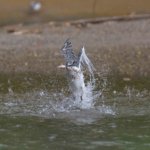 ヤマセミ基地より　水温も下がってきたようで