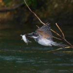 ヤマセミ　メスの成鳥が大パフォーマンス！