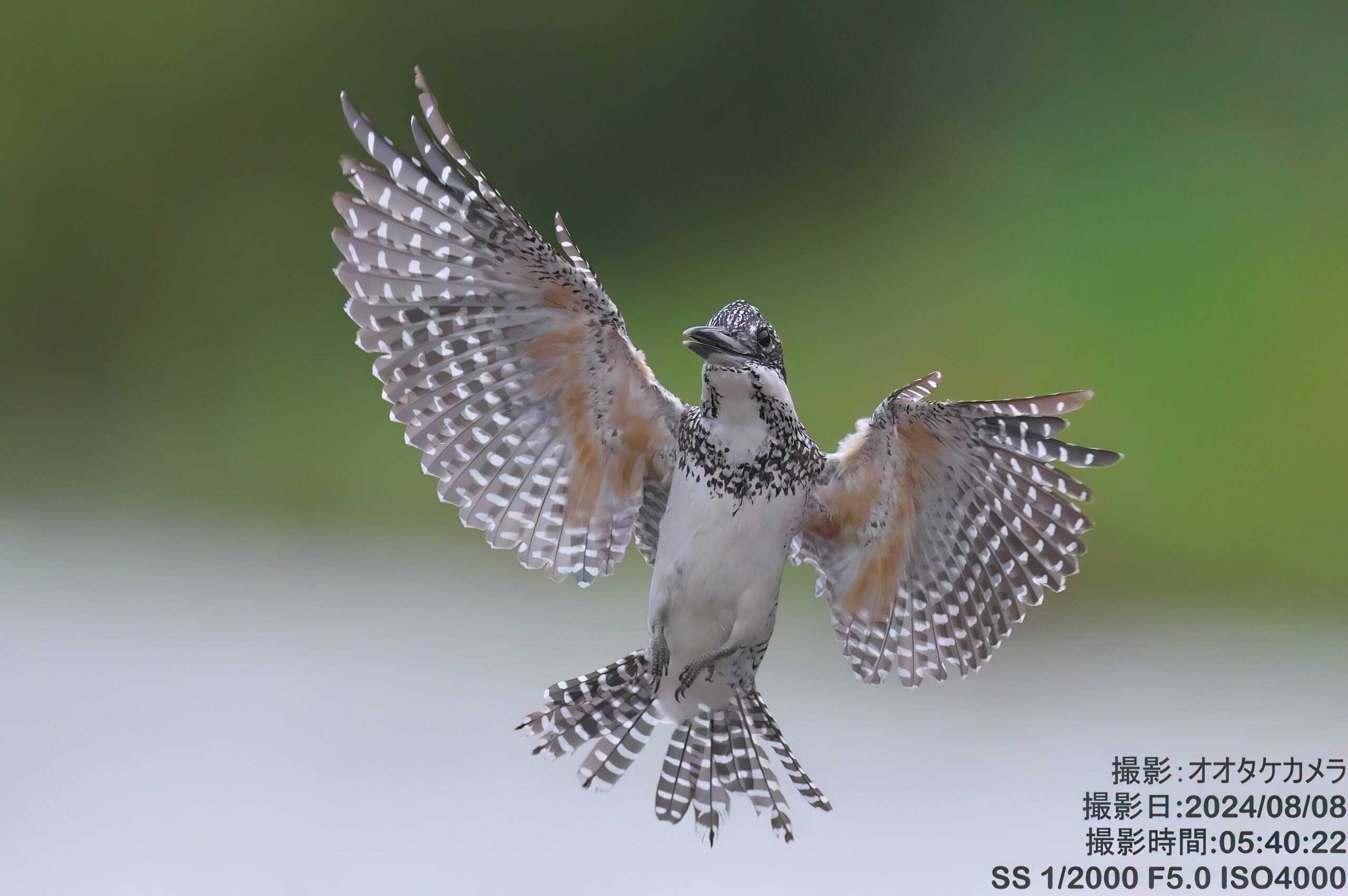 DSC_9444_3-DeNoiseAI-low-light