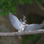 ヤマセミ若様飛来　
