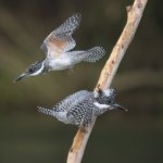 このヤマセミ達は、やはり親子？？ 争うことなくまったりモードでした。
