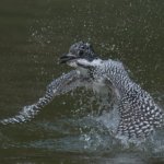意外と雑？(笑)　ヤマセミの飛翔&飛びつき　水浴びも沢山