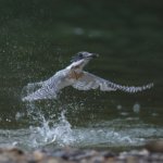 ヤマセミ夫婦　侵入者を追いかけまわして爆速で飛来！