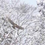ようやく雪クマタカ！　ちょっとだけ積もりました＾＾