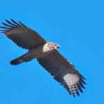 2024-2025クマタカガイド１発目！あかん近いって！！&予想外の事