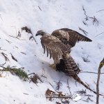 クマタカガイド中に劇的なことが起こりました　もう最高＾＾
