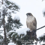 あけましておめでとうございます＾＾　新年１発目のクマタカガイド　最高の朝でした
