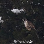 クマタカガイド再開後　２つ目の営巣木発見！