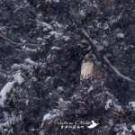 吹雪クマタカです(;^ω^)　今年は２月も末になるのにまだまだ雪があります