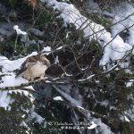 週末よりクマタカガイド再開　ドカ雪の会津地方のその後
