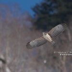 上流のクマタカ若と下流のクマタカ家族　もしかして？？？