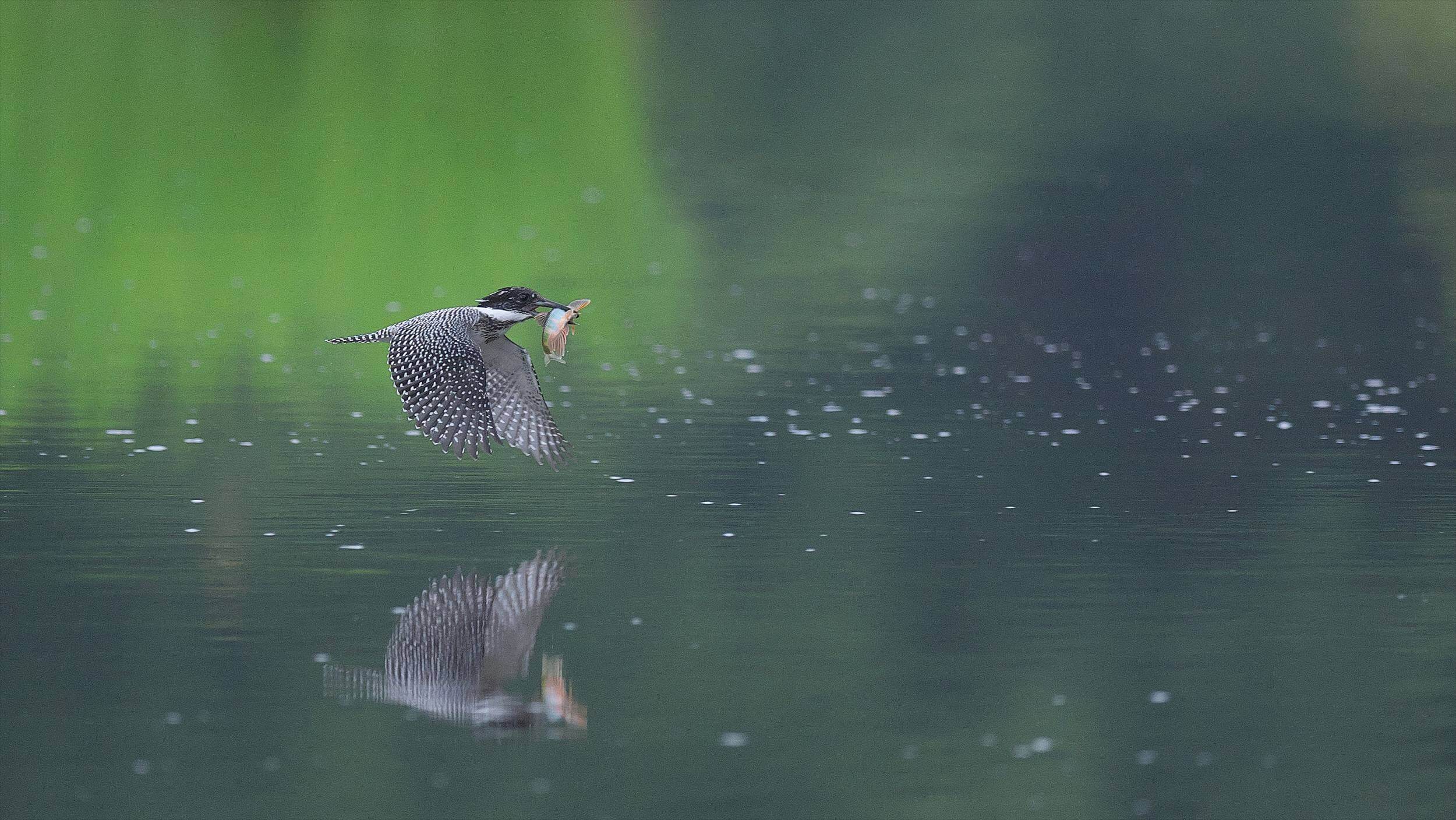 今日もヤマセミのオスの若様が来てくれました！！ そして大暴れ