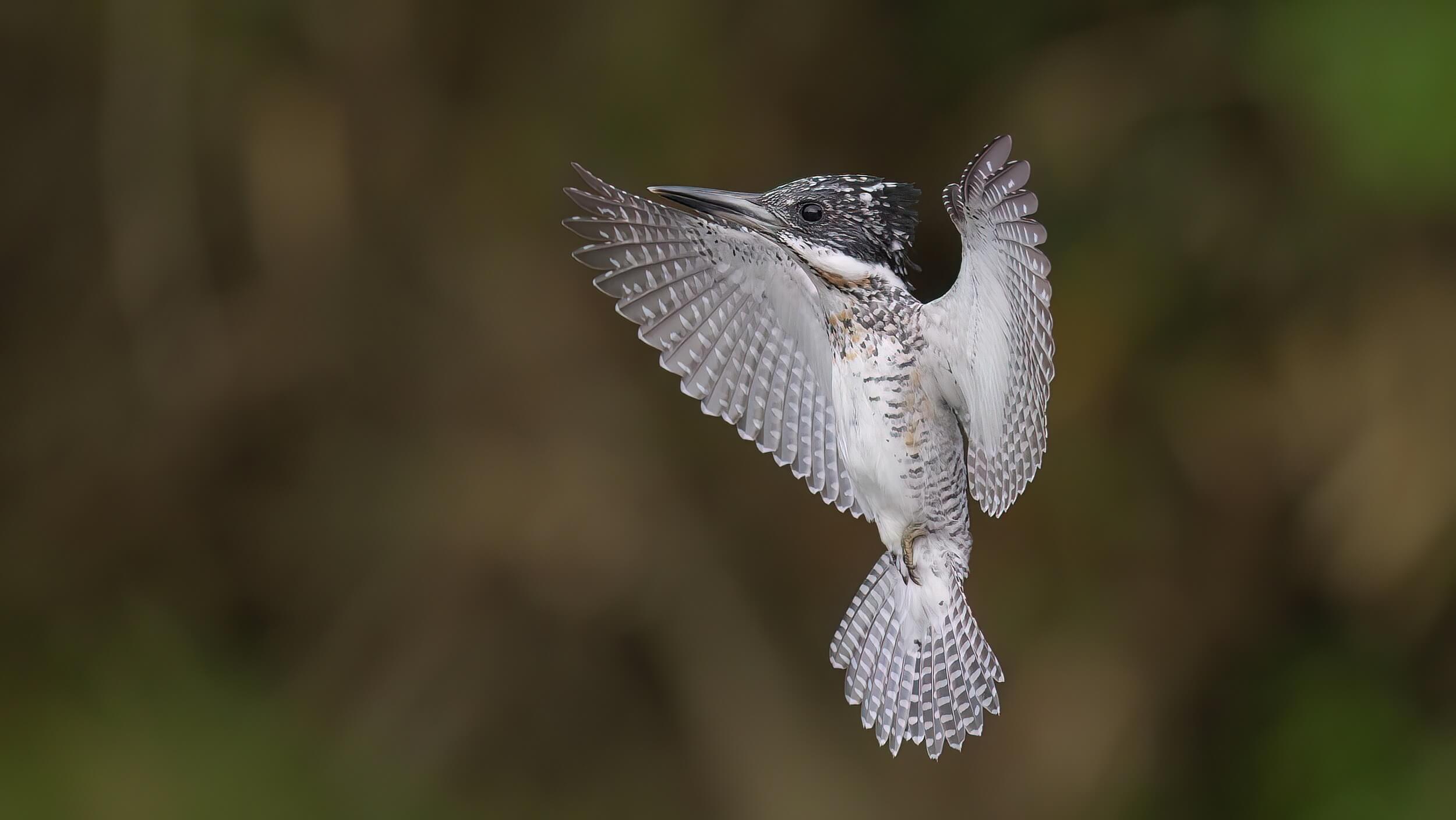 今日もヤマセミ基地へ！ オス、メスの成鳥とオスの若が飛来 » 野鳥撮影