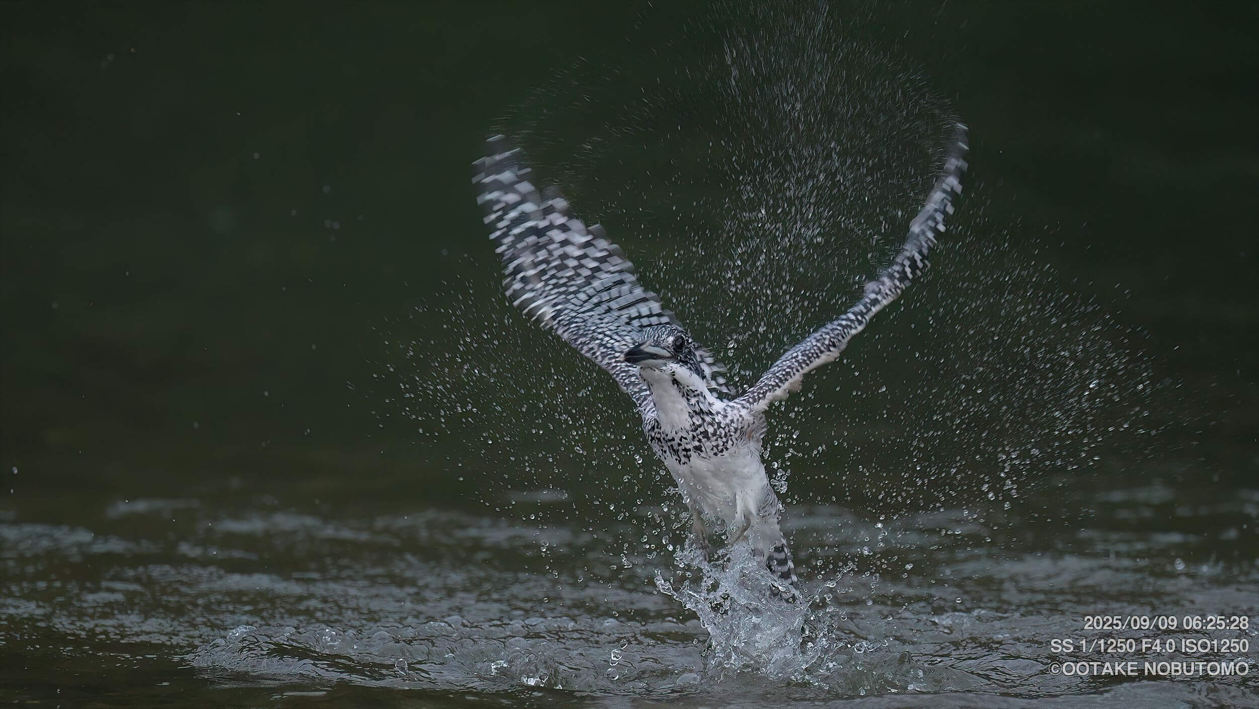 今日もヤマセミ基地へ！ オスの幼鳥、メスの成鳥が飛来 » 野鳥撮影