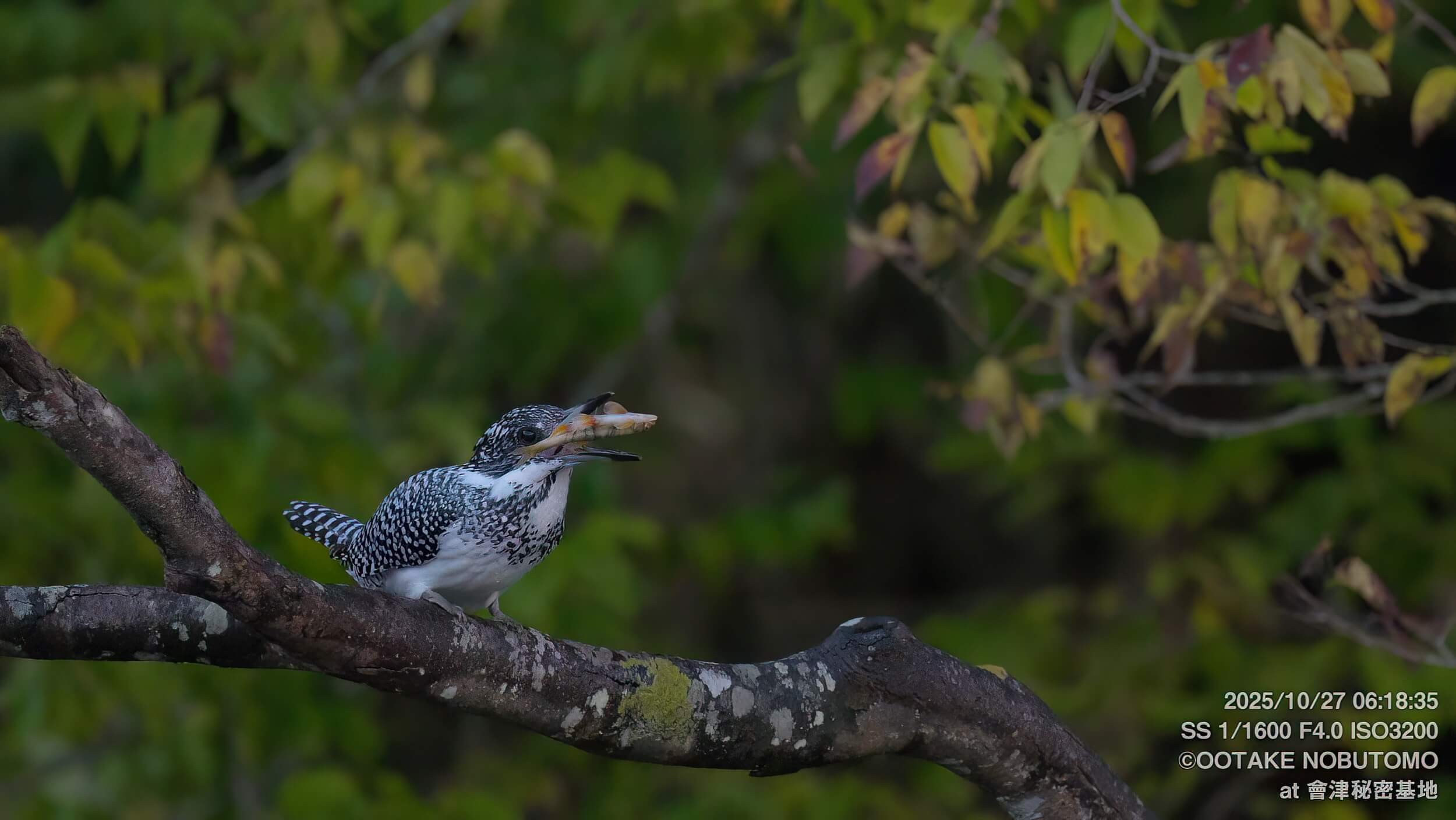 今日のヤマセミ 珍しい落ちアユをハンティング！ » 野鳥撮影ガイド