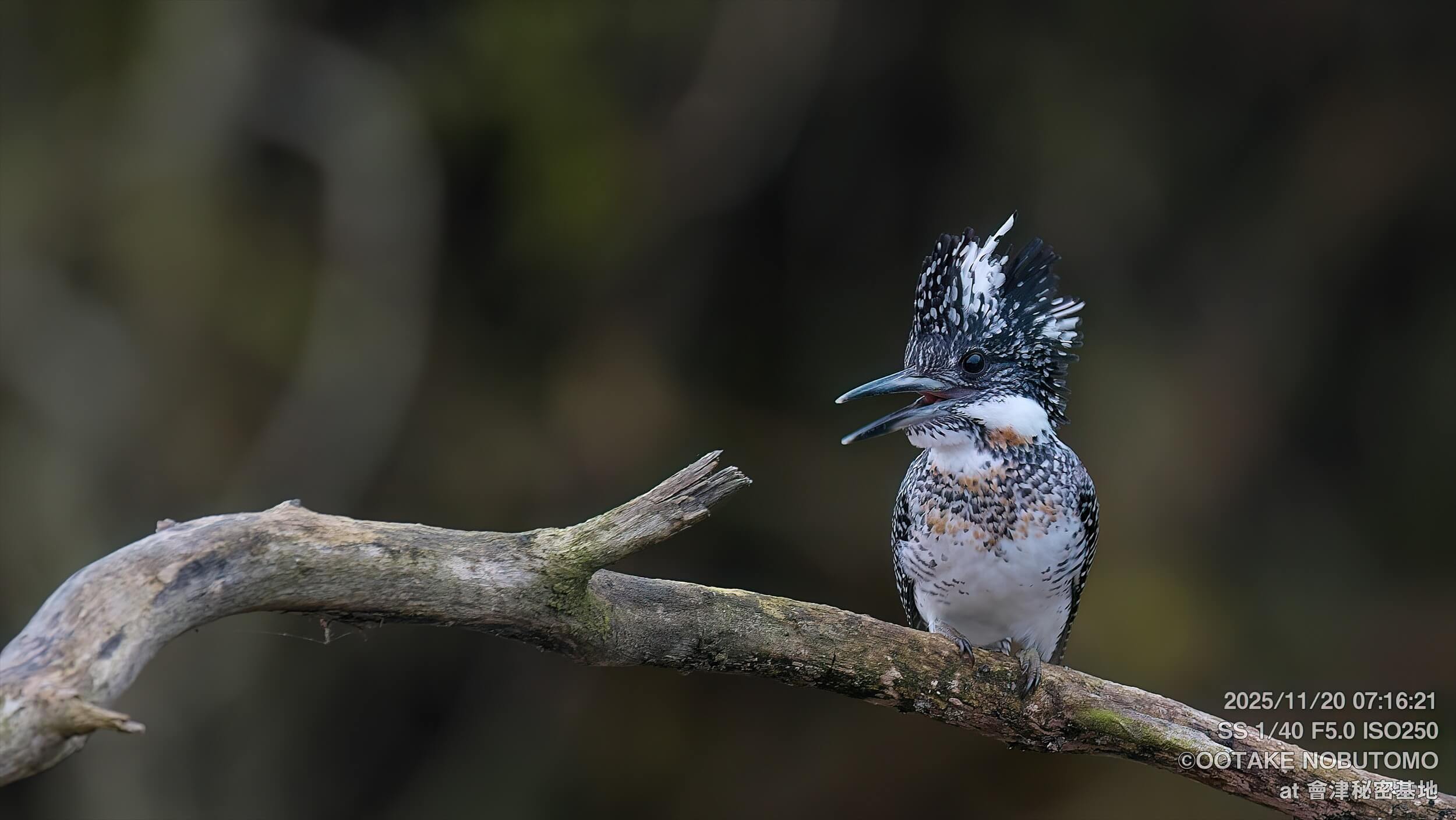 今日のヤマセミ 大喧嘩勃発でした～ 早く落ち着いてくれぇ汗 » 野鳥