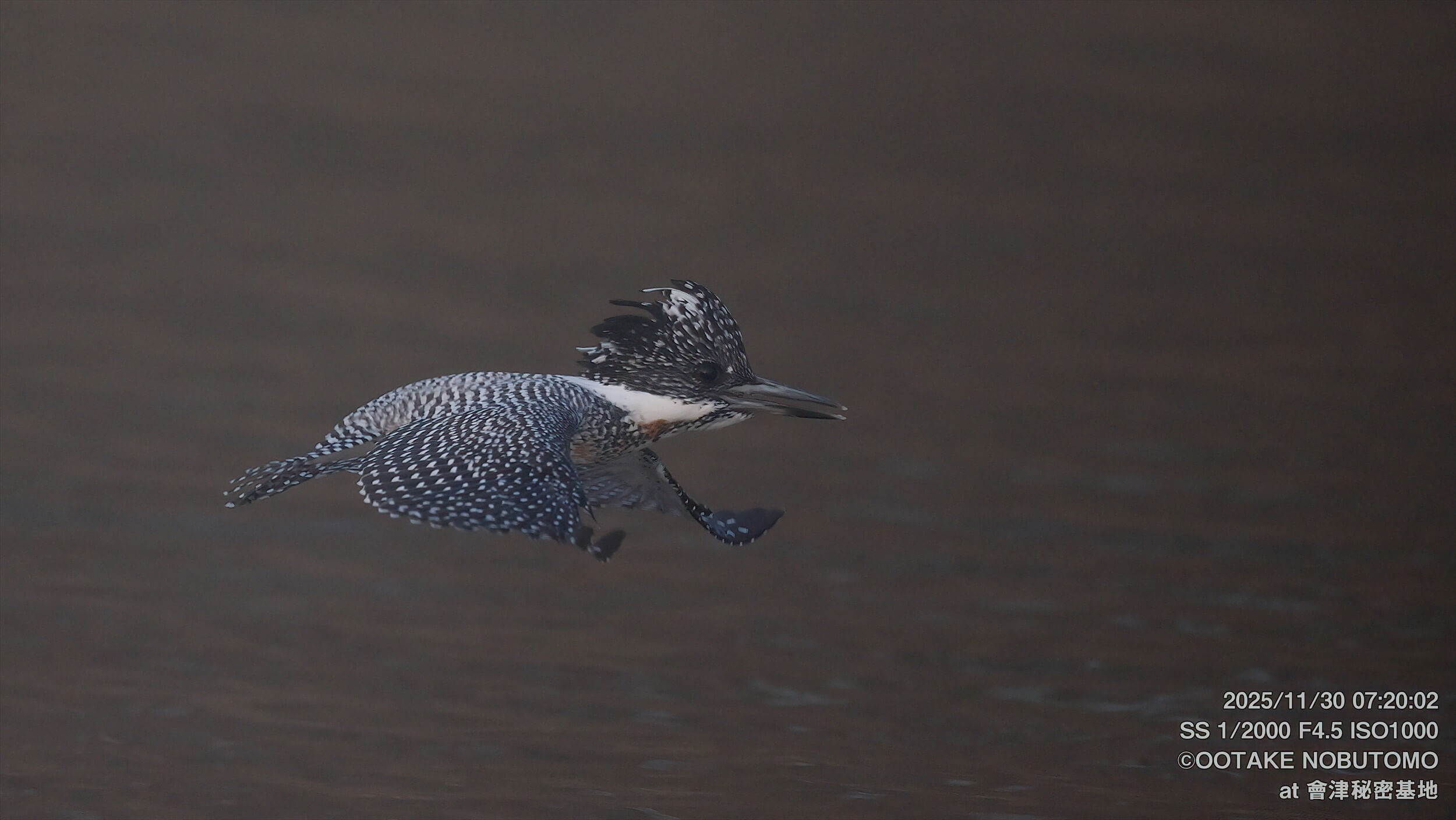 今日のヤマセミ ペアで飛来！ 気温はいよいよ氷点下です。 » 野鳥撮影