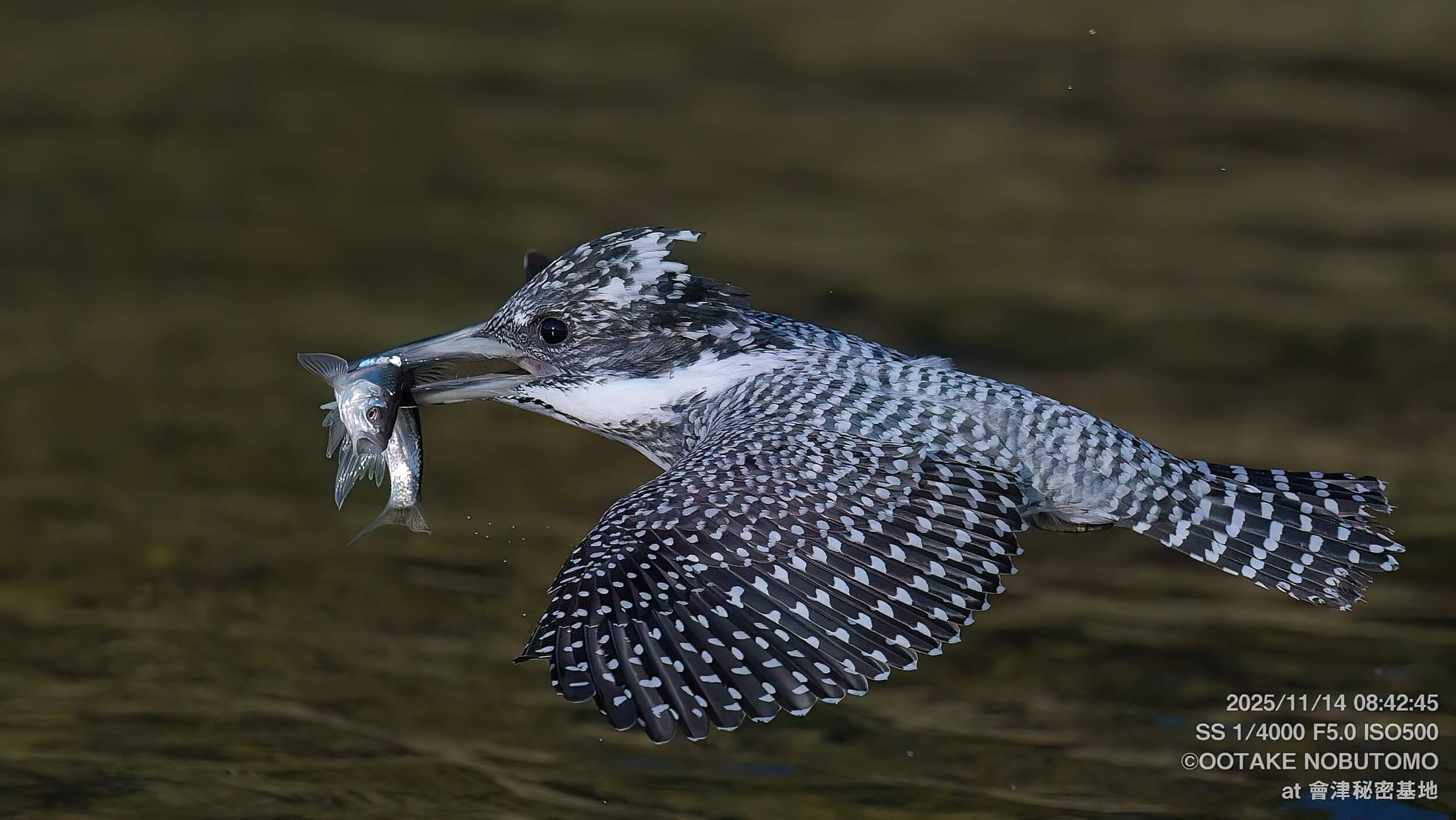 11/17のヤマセミ なんだかすごい緊張感のある立ち振る舞いでした