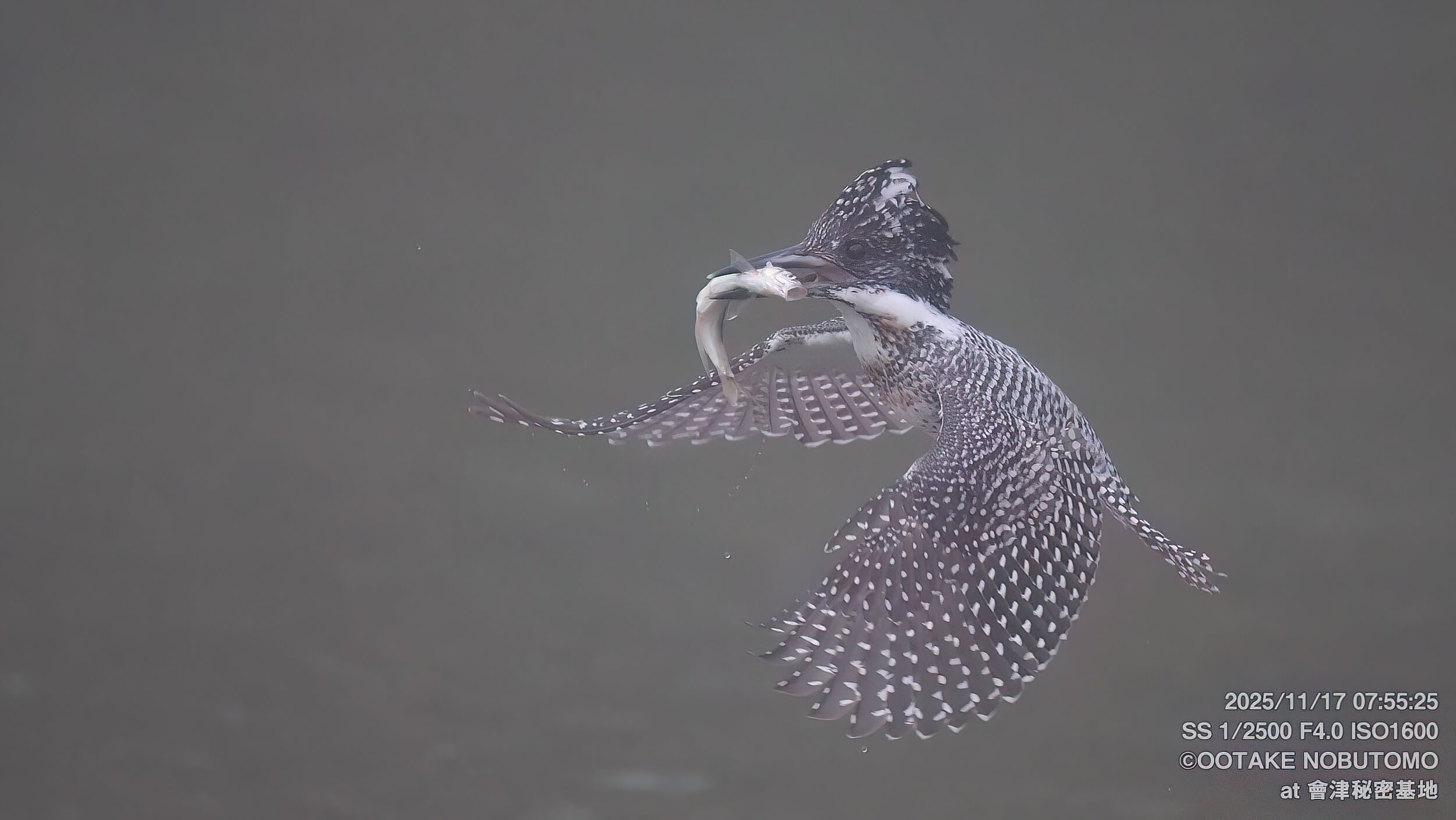 今日のヤマセミ 霧の中大暴れ～ ハンティング3回！ » 野鳥撮影ガイド