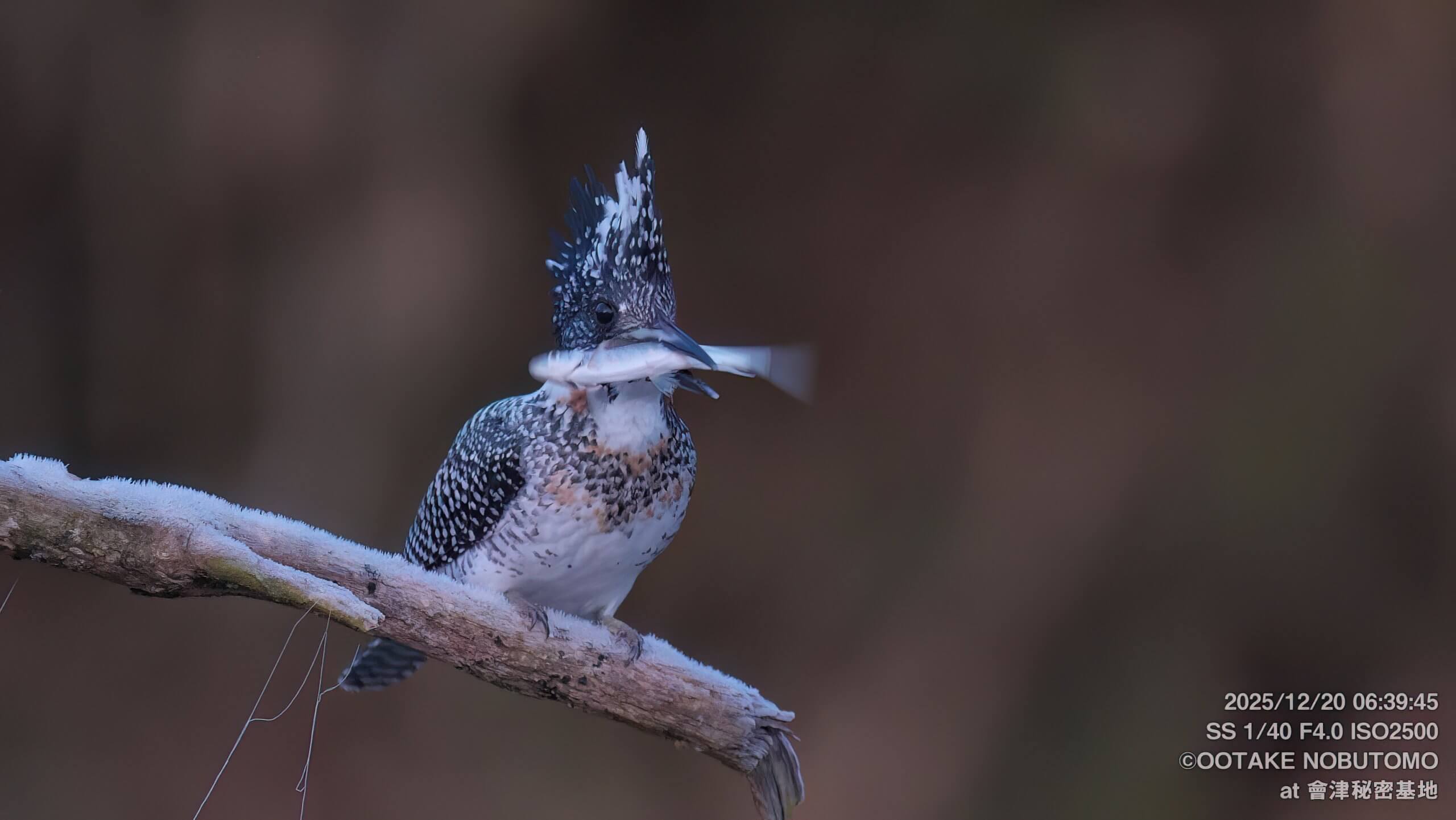 山採りアオダモ　/911 霜ヤマセミでした(笑) キンキンに冷えた朝からヤマセミ達は元気です