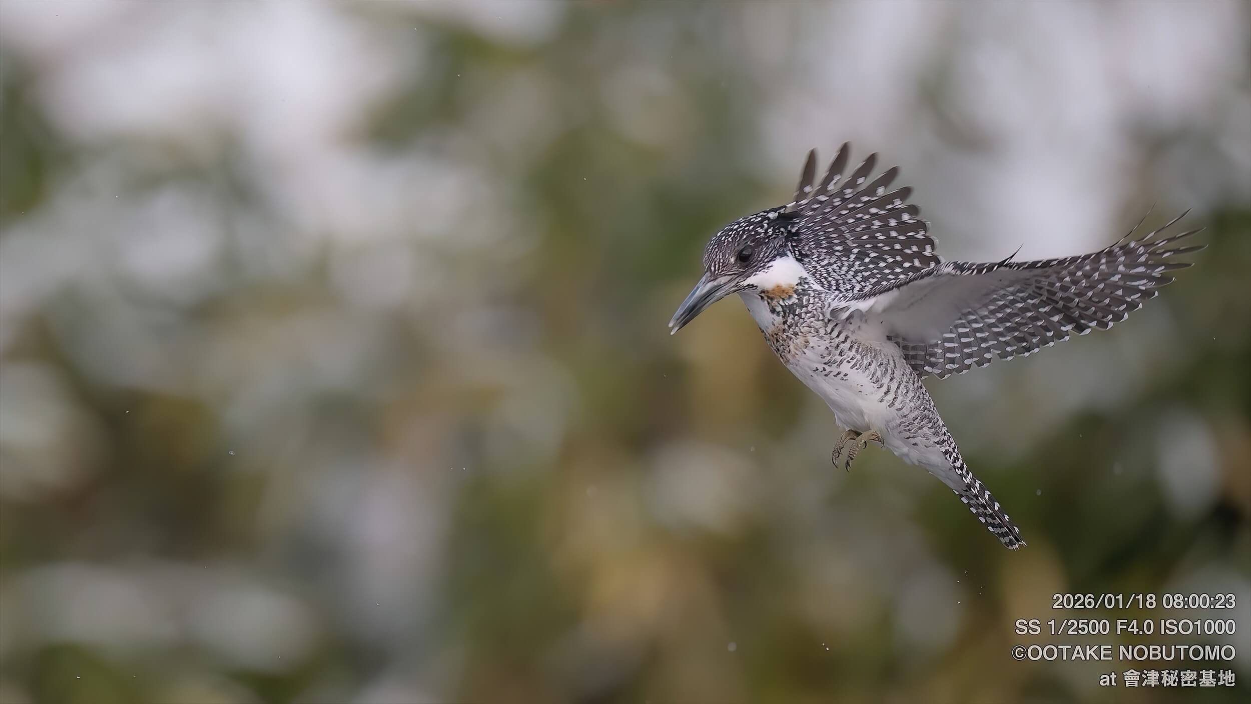 今日のヤマセミ基地 1番からダイビングしてくれました！！ » 野鳥撮影