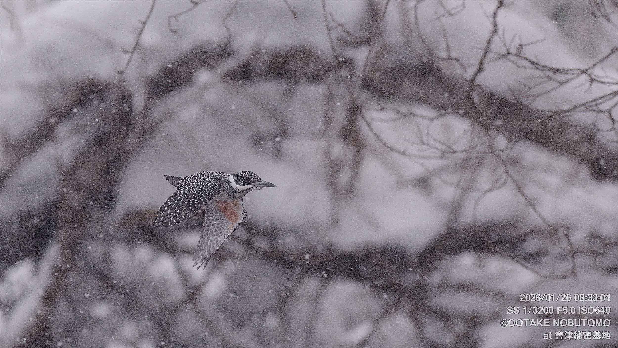 積雪ギリギリ！ ここ数日の冬のヤマセミ基地の様子 » 野鳥撮影ガイド