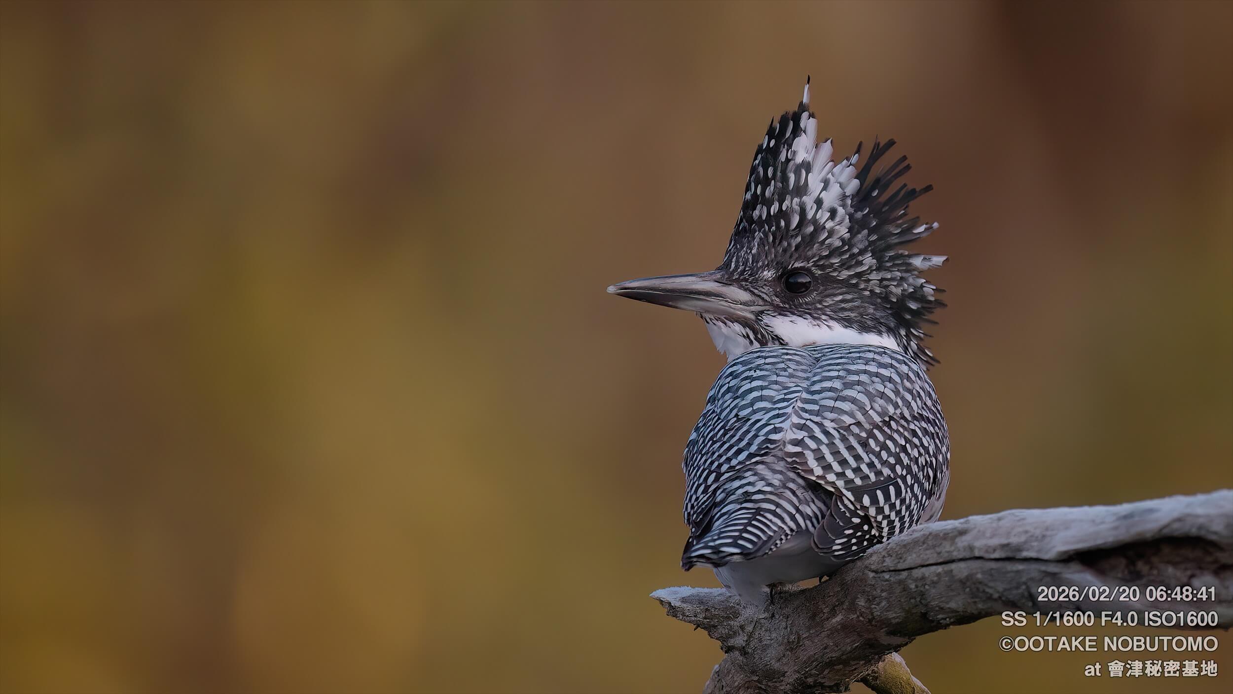 ヤマセミ撮影レポート｜縄張り争いが続くヤマセミ基地の朝 » 野鳥撮影