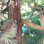 トラフズク,オオタケカメラ,會津秘密基地