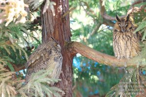 トラフズク,オオタケカメラ,會津秘密基地
