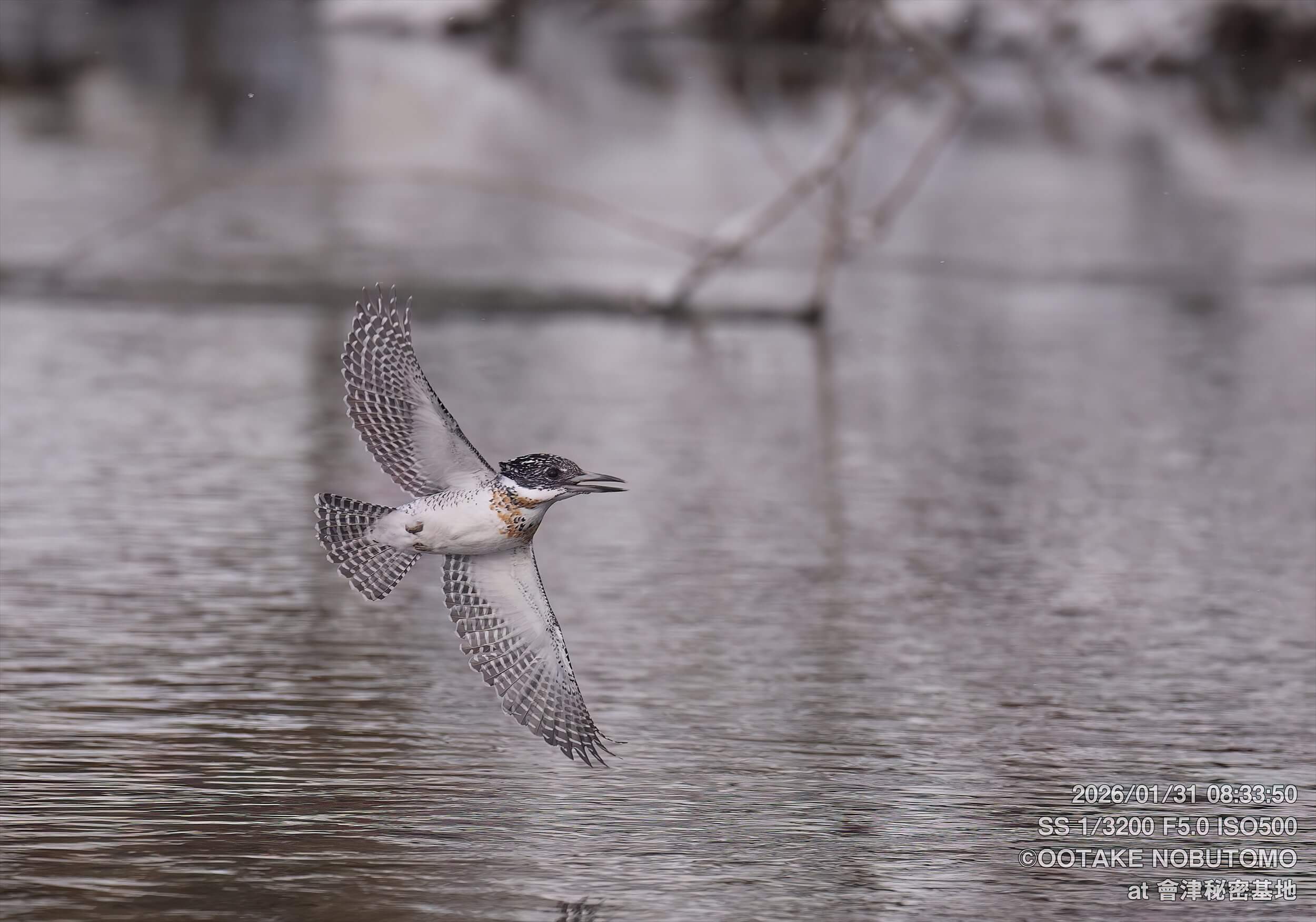 2026/1/31 昨日のヤマセミ基地の様子 吹雪いたり晴れたりでした » 野鳥