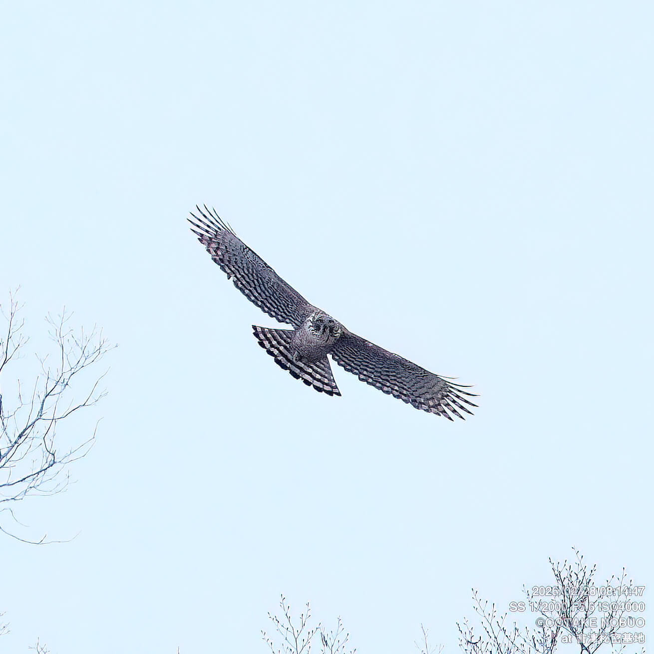 クマタカ,撮影,クマタカ,ポイント