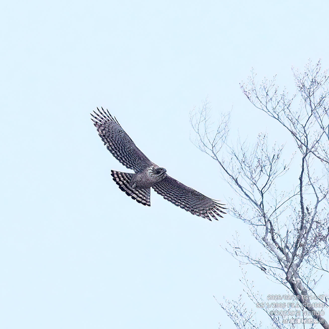 クマタカ,撮影,クマタカ,ポイント