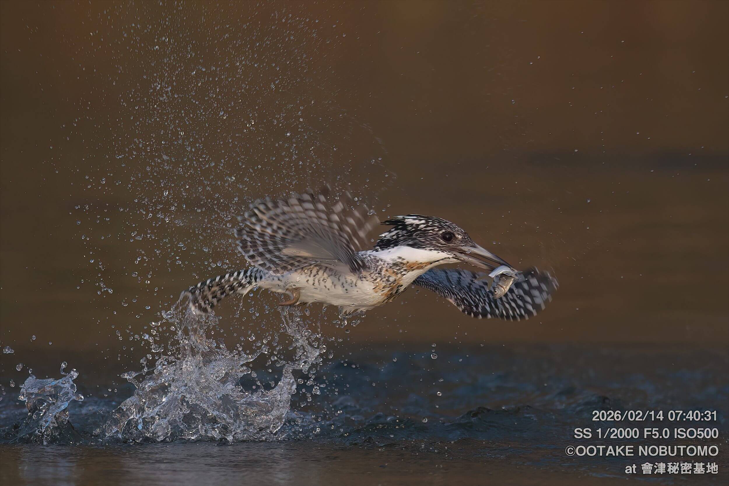昨日のヤマセミ 朝から何度も飛来 飛び込みも目の前でした 沢山撮影