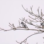 ヤマセミ,撮影,ポイント,場所