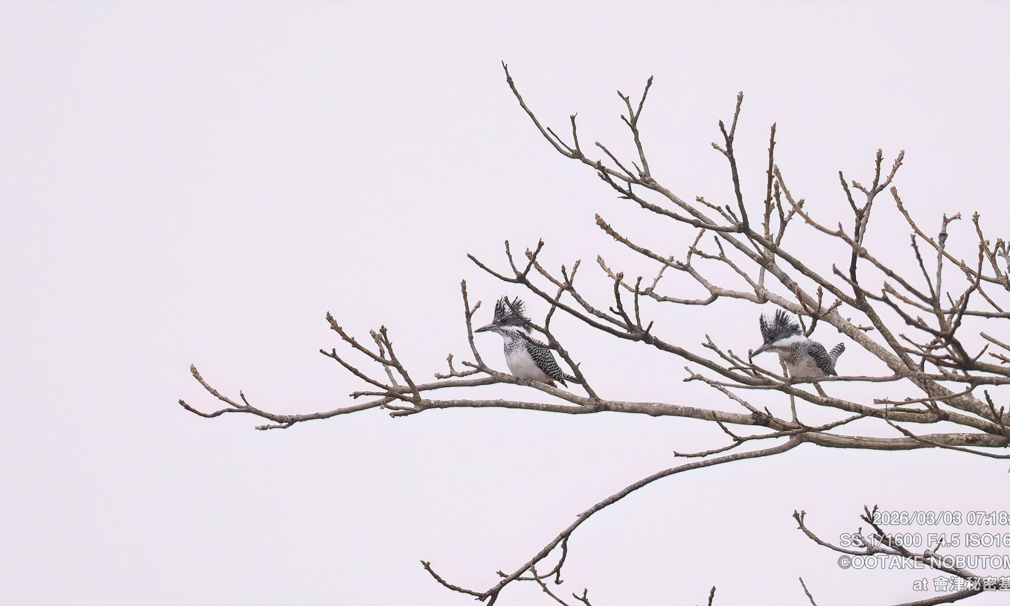 ヤマセミ,撮影,ポイント,場所