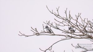 ヤマセミ,撮影,ポイント,場所