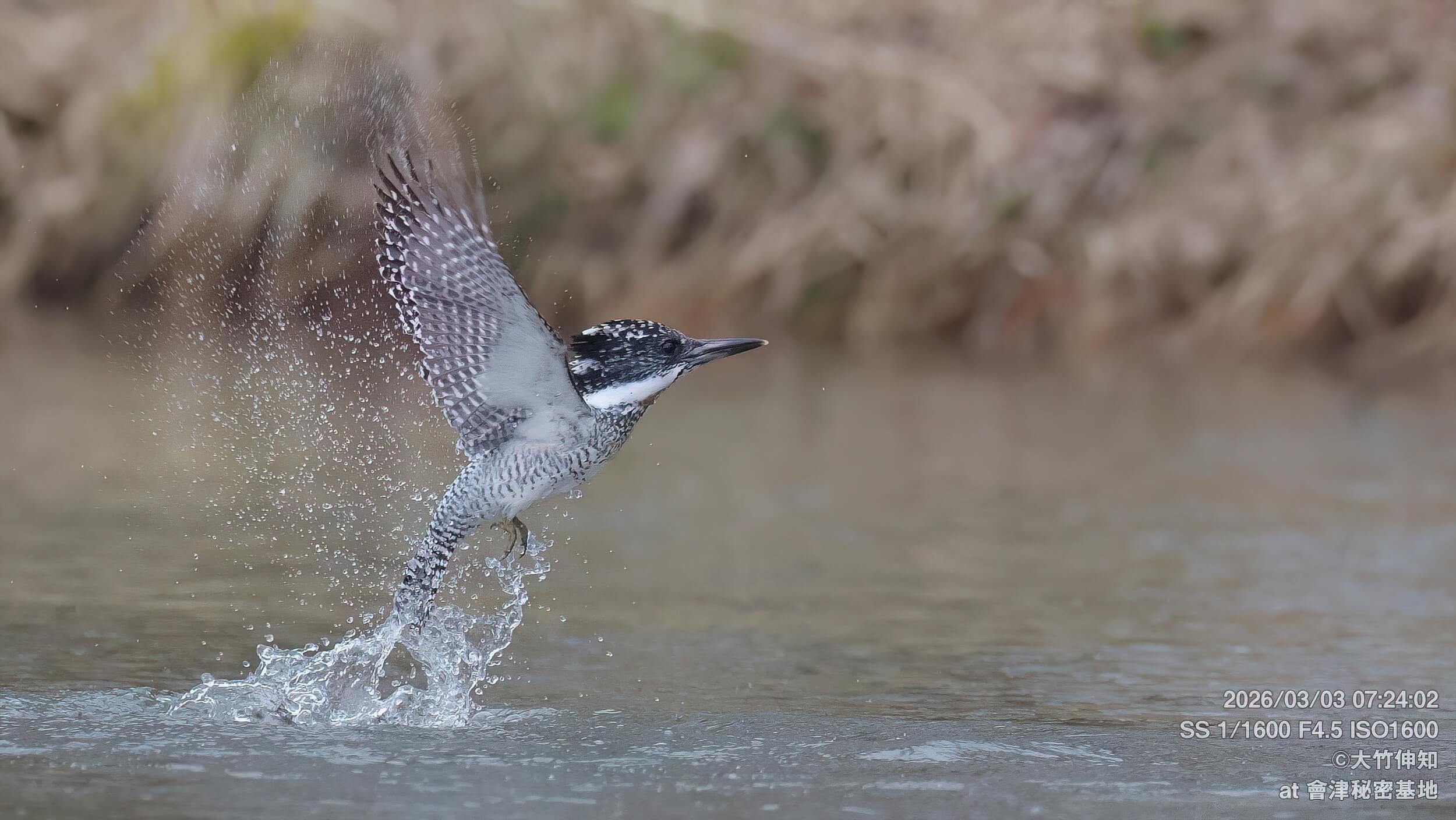今日のヤマセミ撮影レポート｜ペアリング開始⁉ 3羽で追いかけっこして