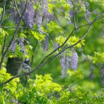 5/10のヤマセミ基地レポート！　まだまだ藤の花とヤマセミのコラボが撮影可