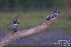 夫婦で止まるヤマセミ