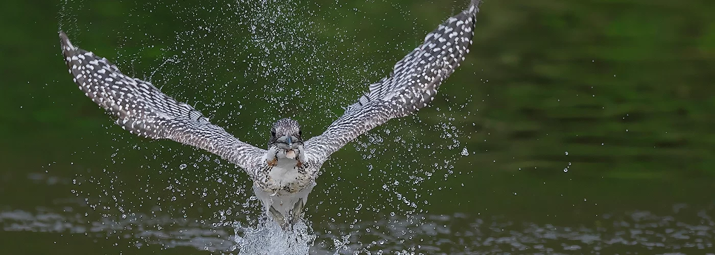 01 水浴びするヤマセミ