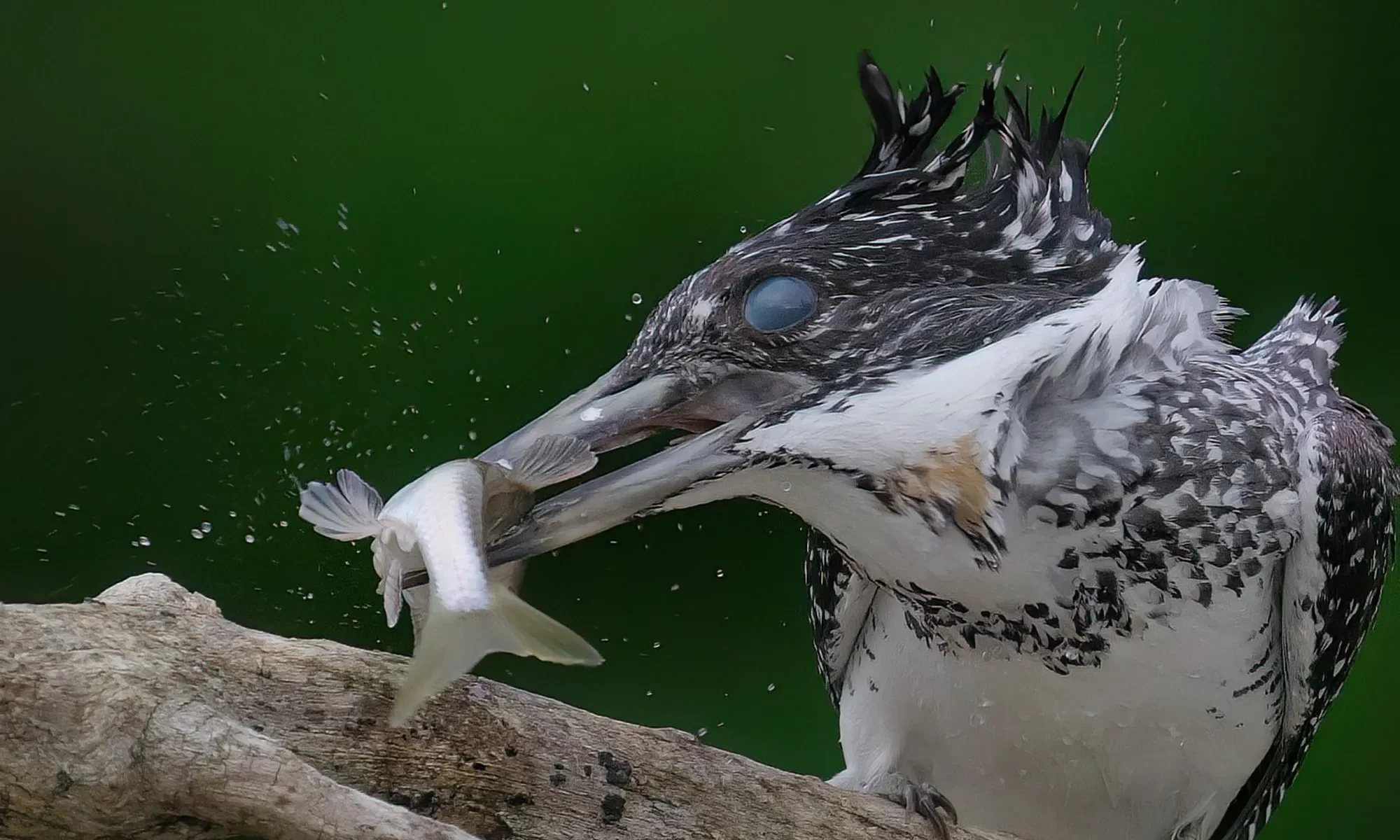 魚を咥えたヤマセミ