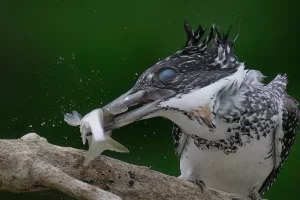 魚を咥えたヤマセミ