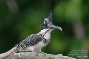 魚を咥えるヤマセミ