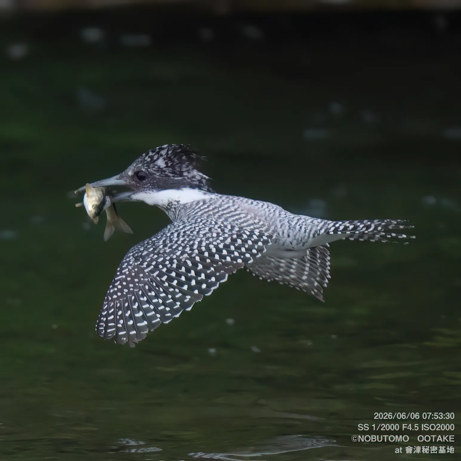 魚を咥えて飛翔するヤマセミ